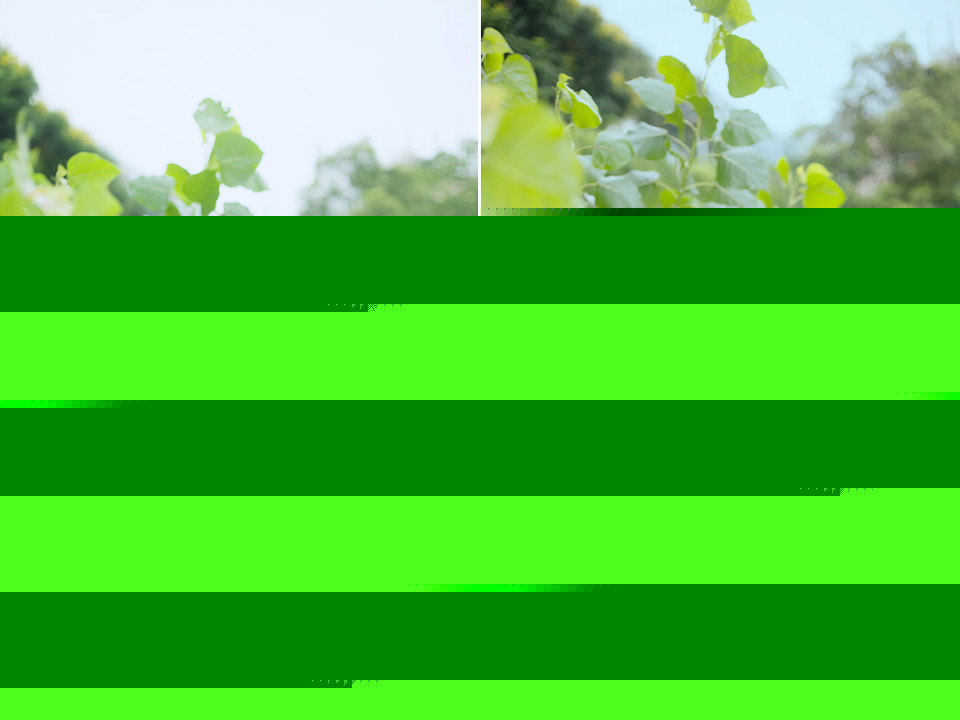 记忆中无法忘怀的深夏西瓜节